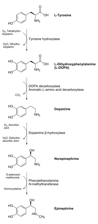 biosynthesization-of-dopamine